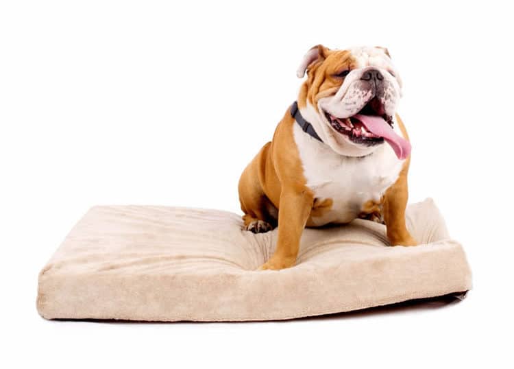 Brindle 4 Inch Dog Bed