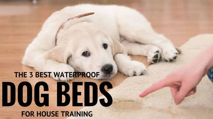 The Three Best Waterproof Orthopedic Dog Beds for House Training