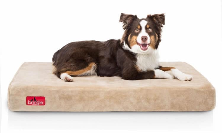 Brindle 4 Inch Solid Memory Foam Orthopedic Dog Bed