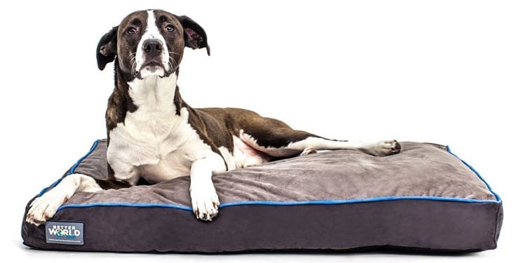 First Quality 6 Thick Orthopedic Dog Bed