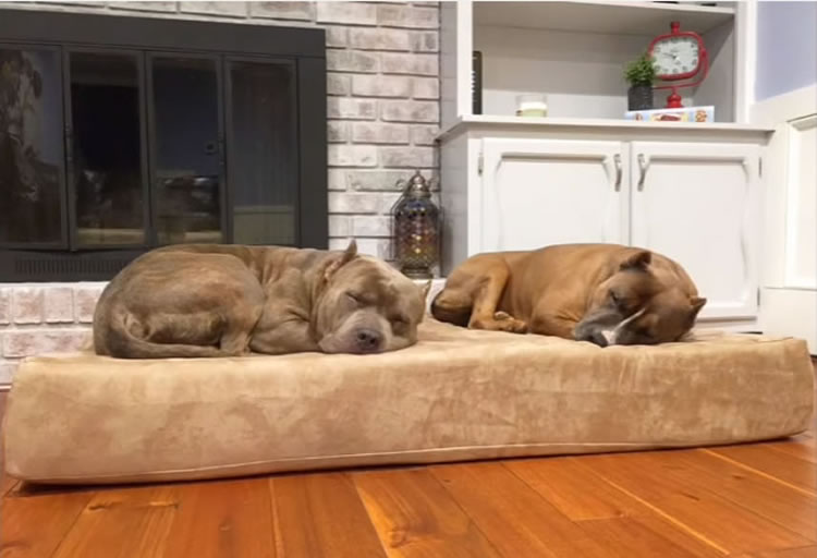 Big Barker dog beds