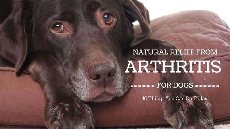 Natural Arthritis Relief for Dogs