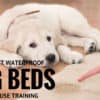 The Three Best Waterproof Orthopedic Dog Beds for House Training